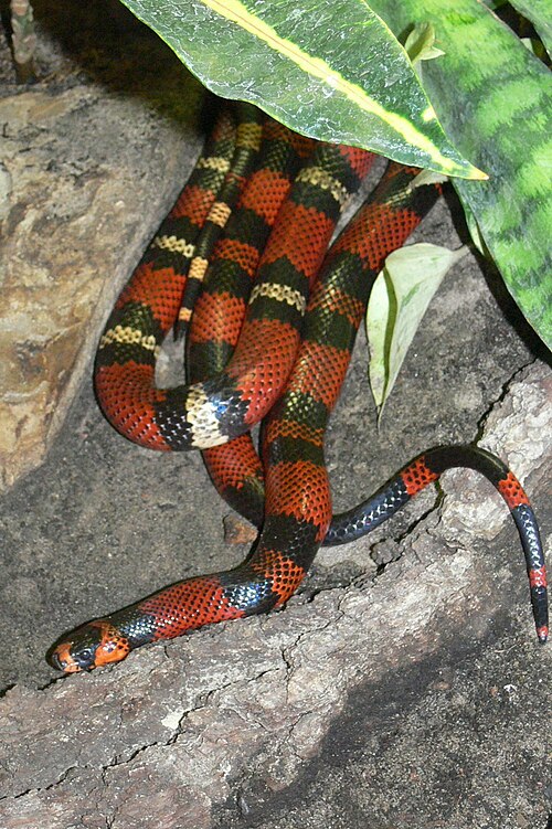 Honduran Milk Snake for sale (Lampropeltis triangulum hondurensis for sale)