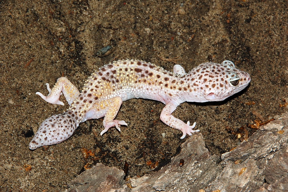 Leopard Gecko for sale