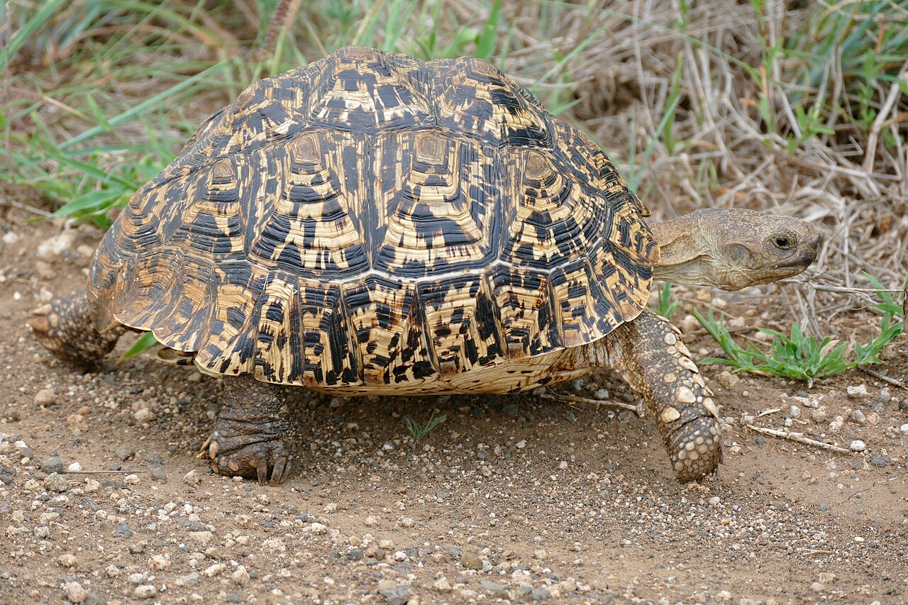 Leopard Tortoise for sale (Stigmochelys pardalis)