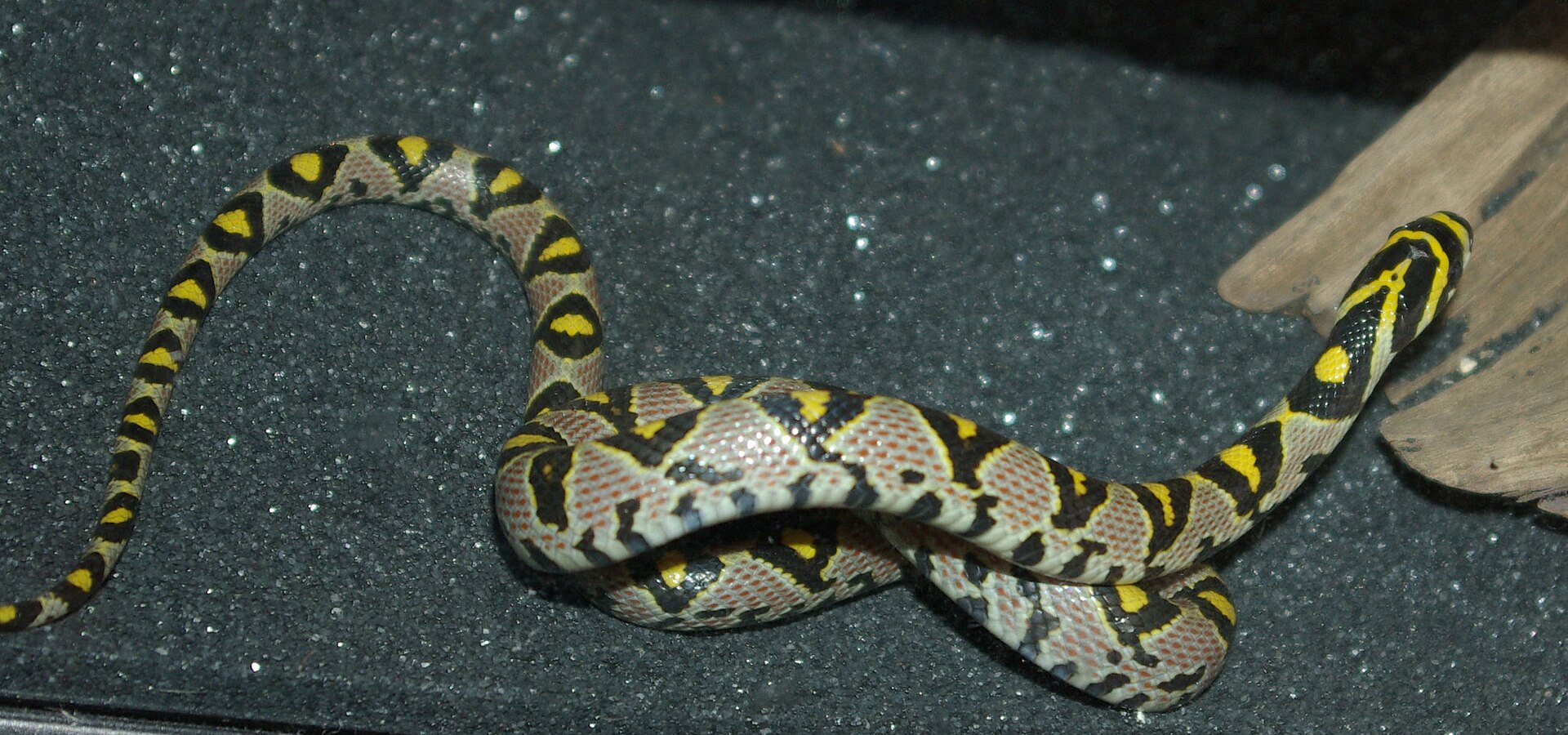 Mandarin Rat Snake for sale (Euprepiophis mandarinus)