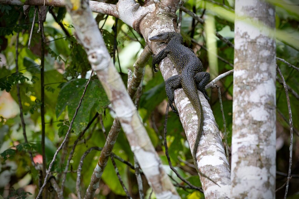 Mangrove Monitor for sale