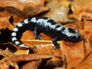 Marbled Salamander for sale