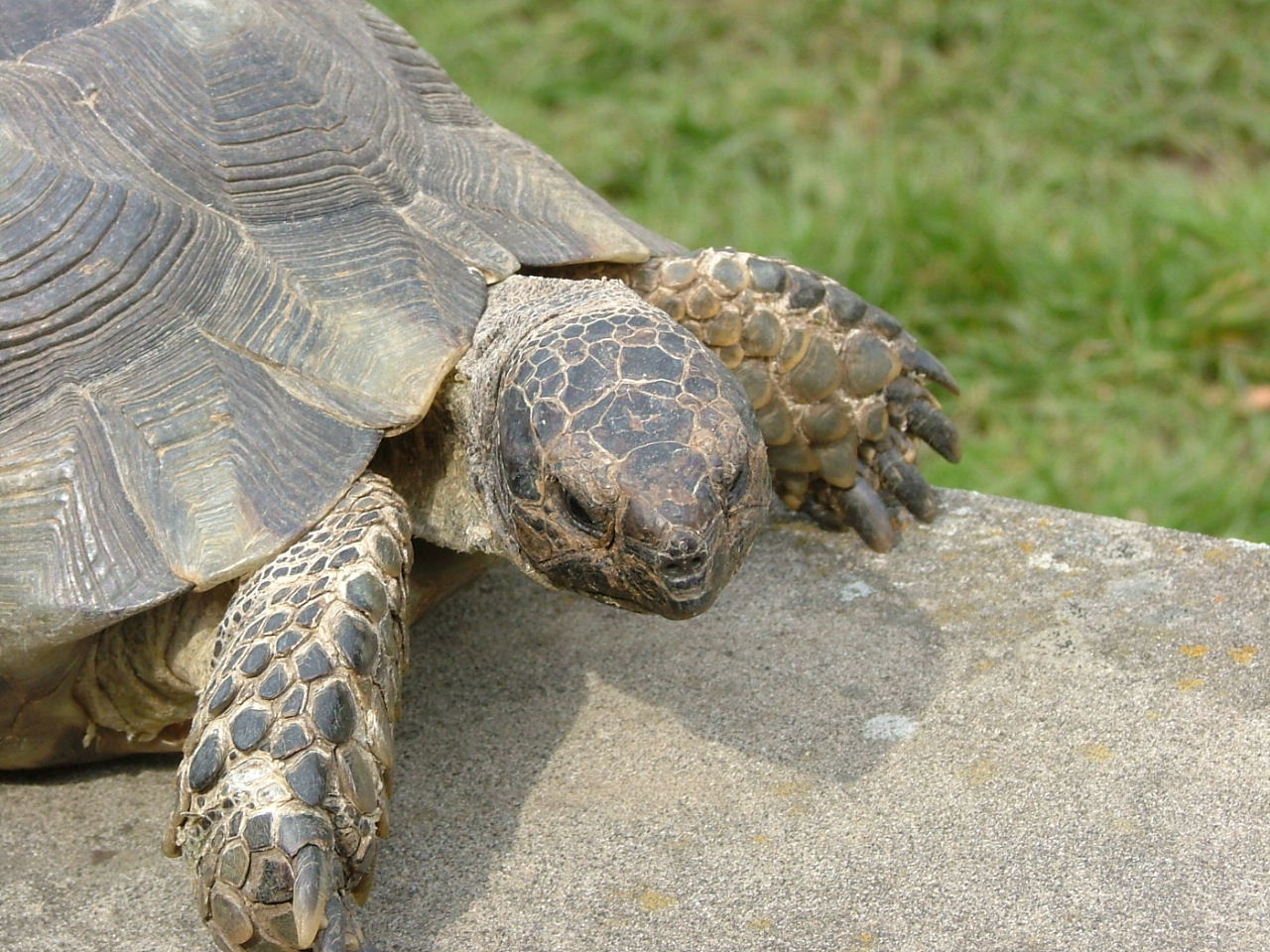 Marginated Tortoise for sale (Testudo marginata)