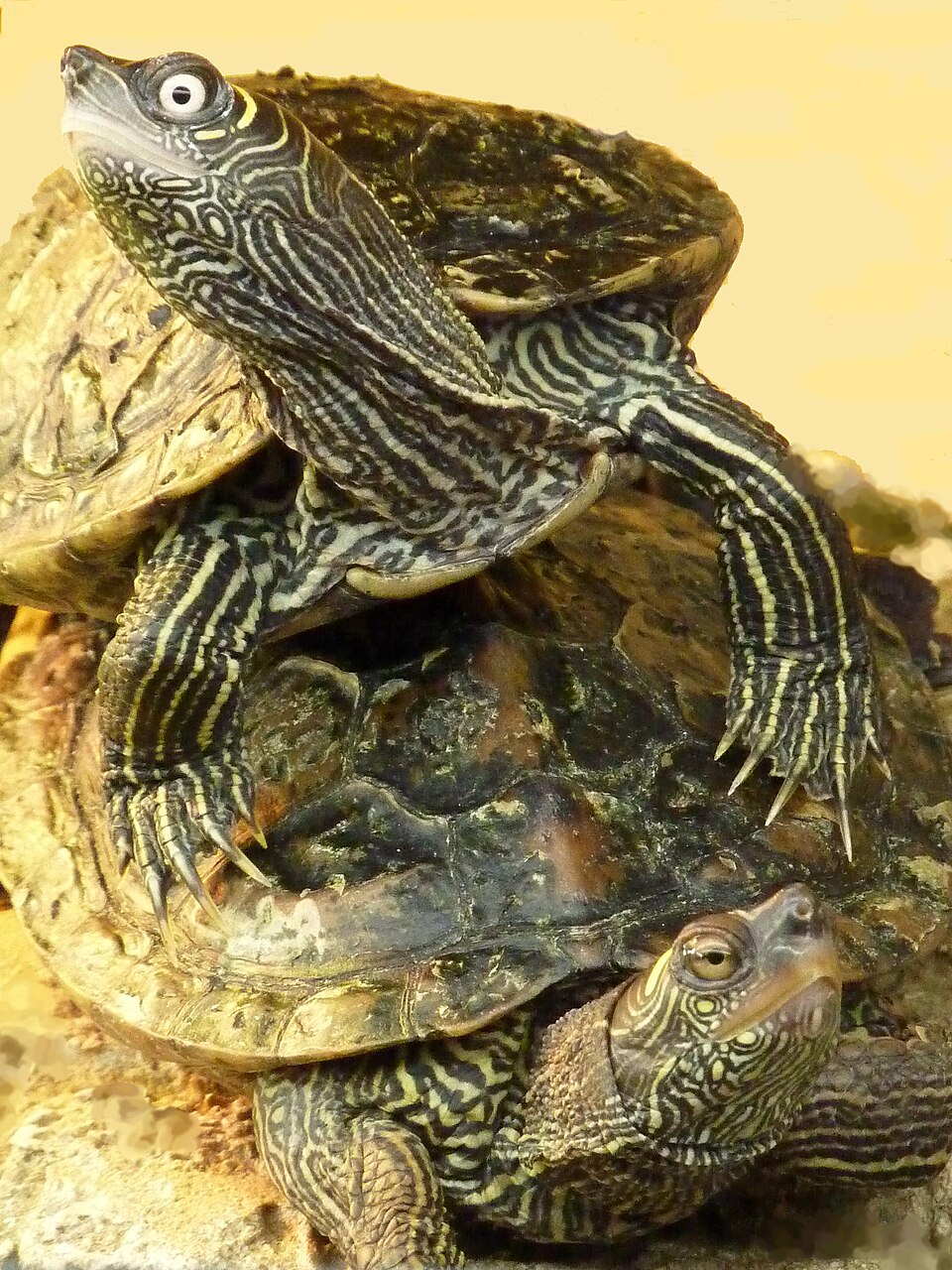 Mississippi Map Turtle for sale