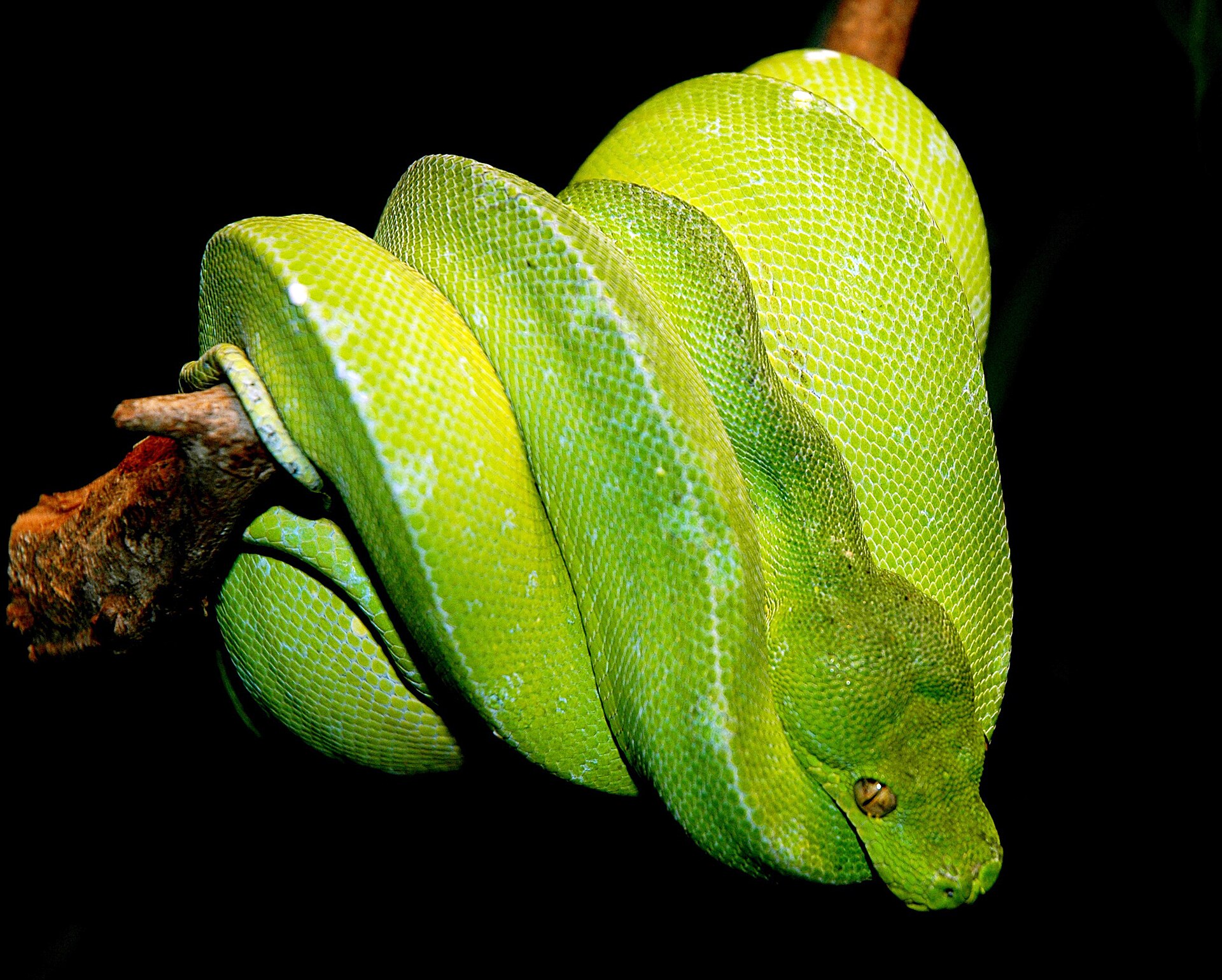Green Tree Python for Sale (Morelia viridis)