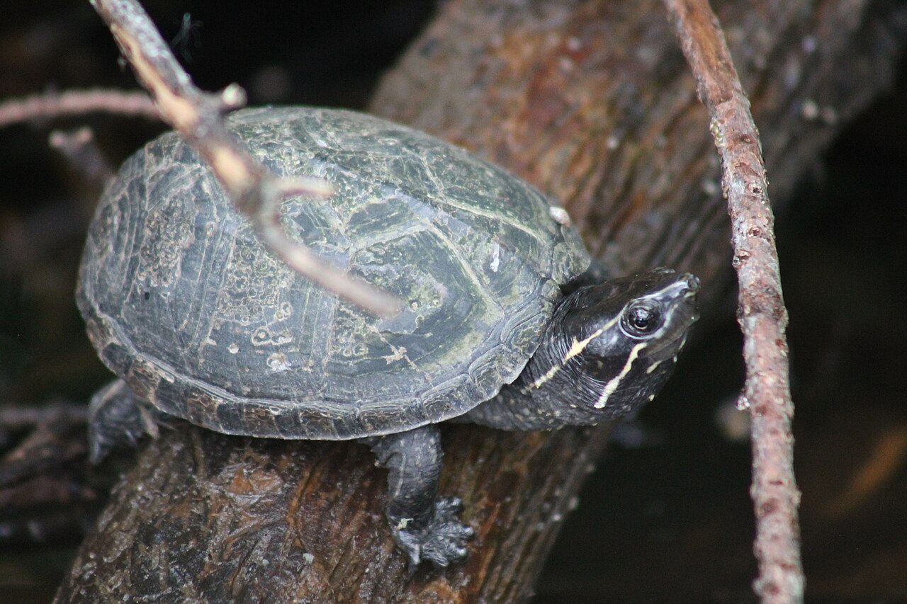 Musk Turtle for sale