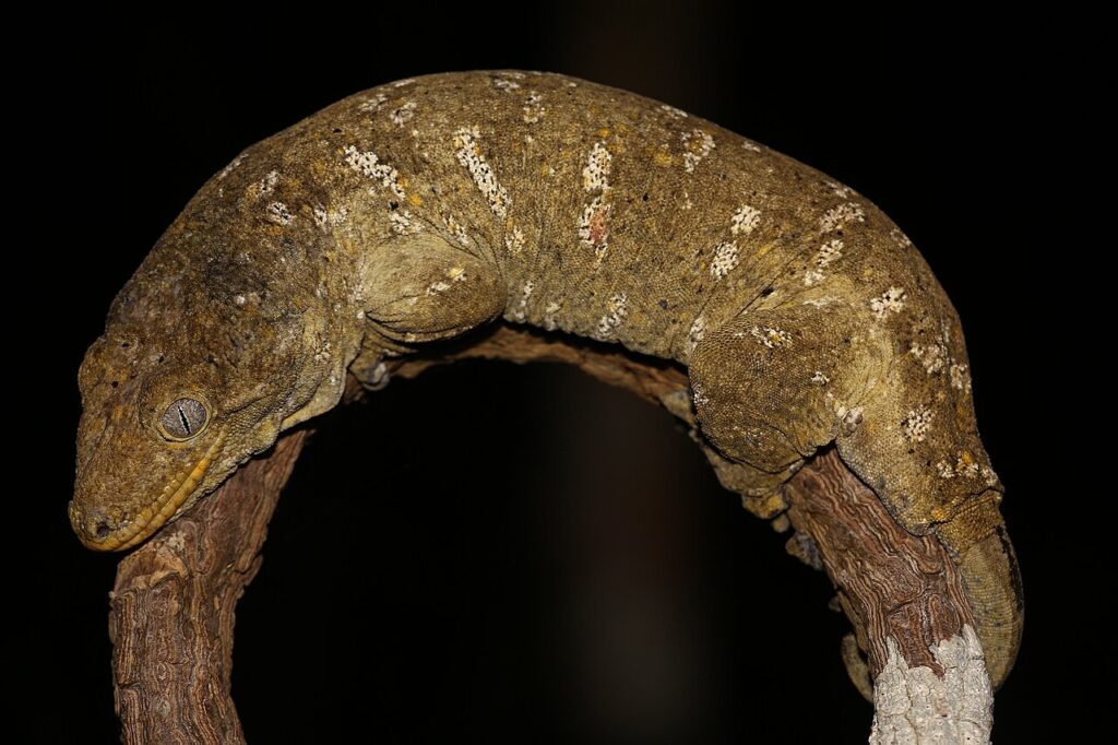 New Caledonian Gecko for sale