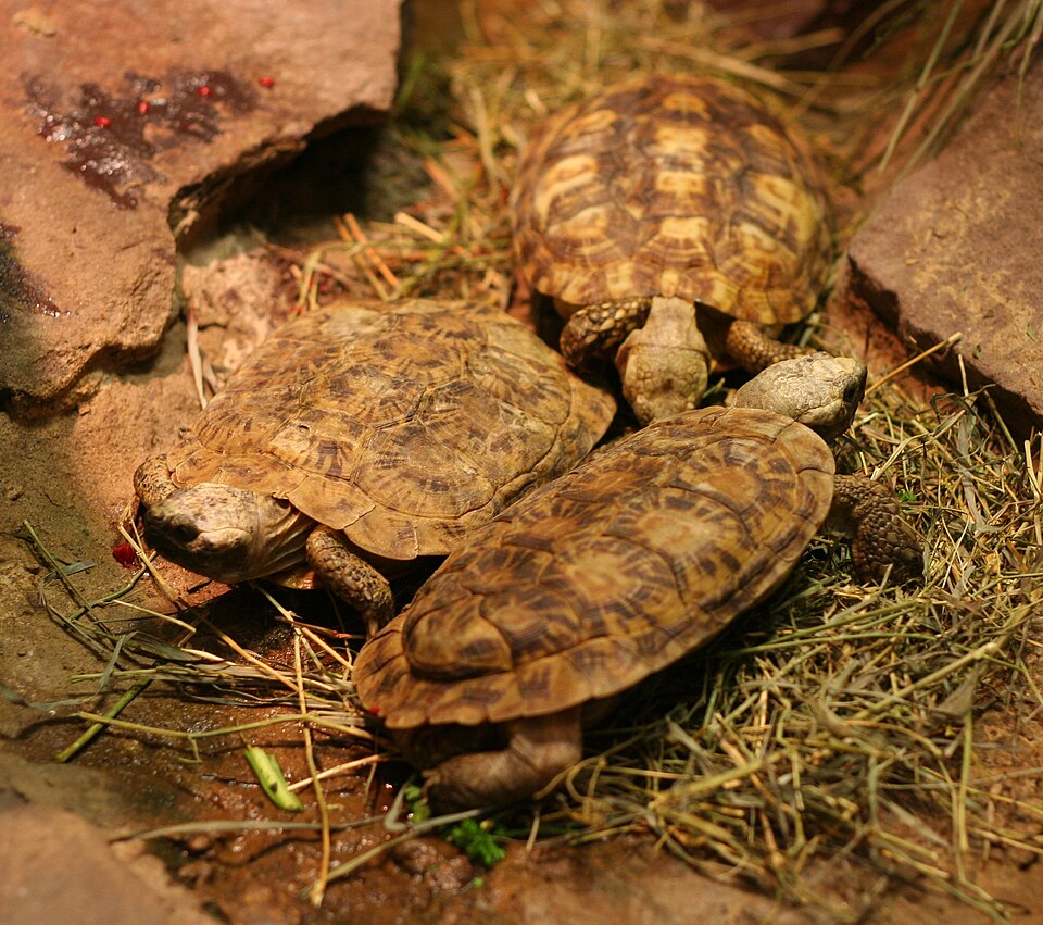 Pancake Tortoise for sale (Malacochersus tornieri)