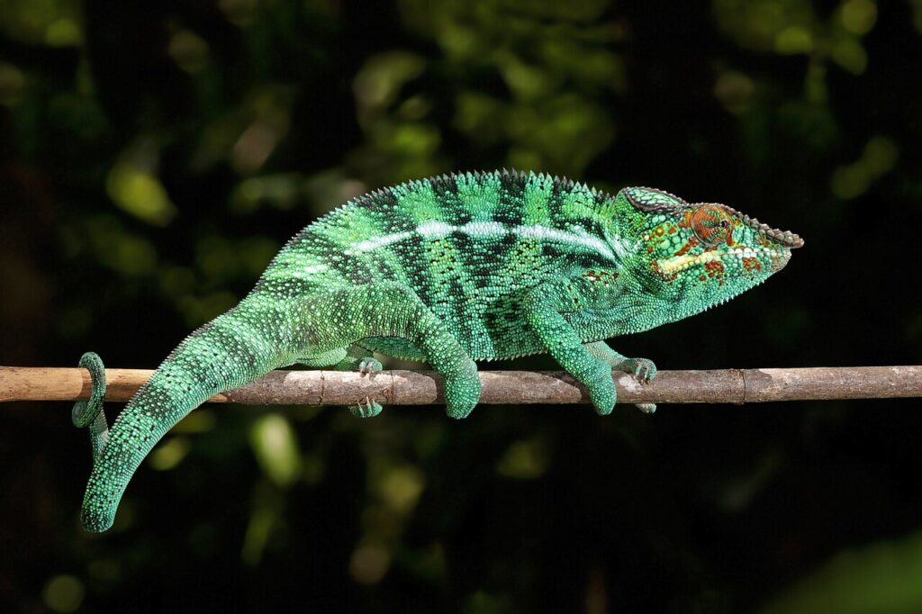 Panther Chameleon for sale