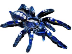 Gooty Sapphire Tarantula For Sale