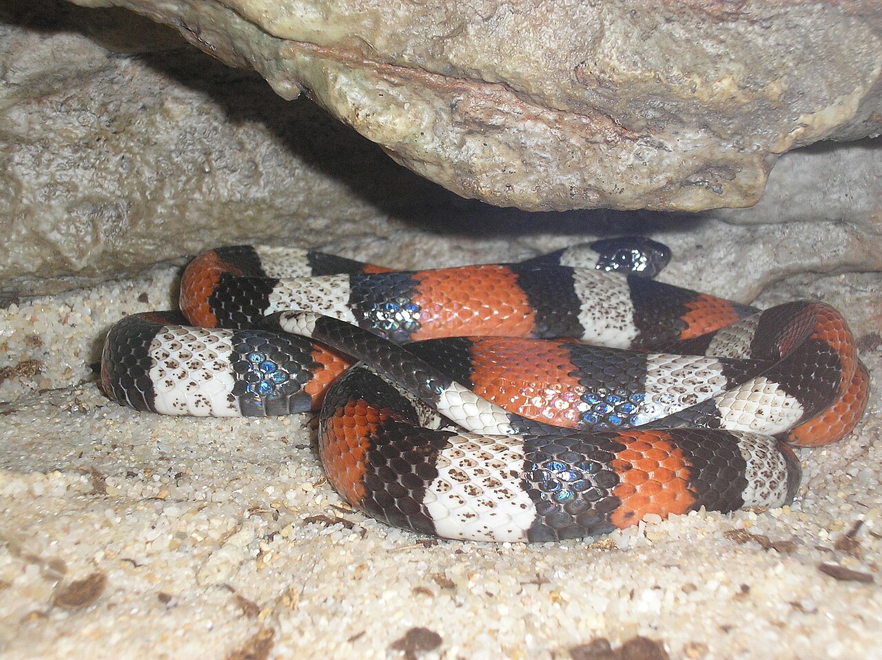 Pueblan Milk Snake for sale (Lampropeltis triangulum campbelli)