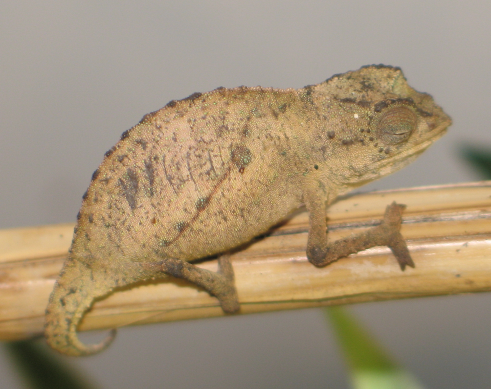 Pygmy Chameleon for sale