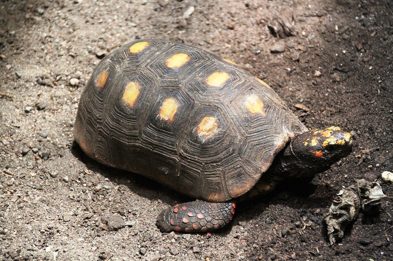 Red Foot Tortoise for sale (Chelonoidis carbonarius)