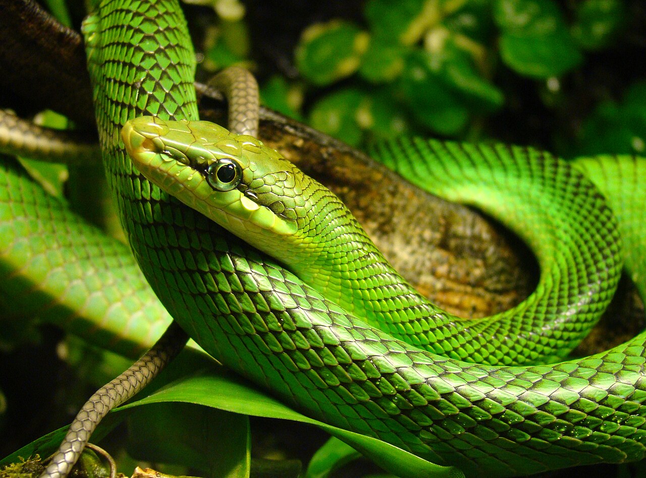 Red Tailed Green Rat Snake for sale (Gonyosoma oxycephalum)