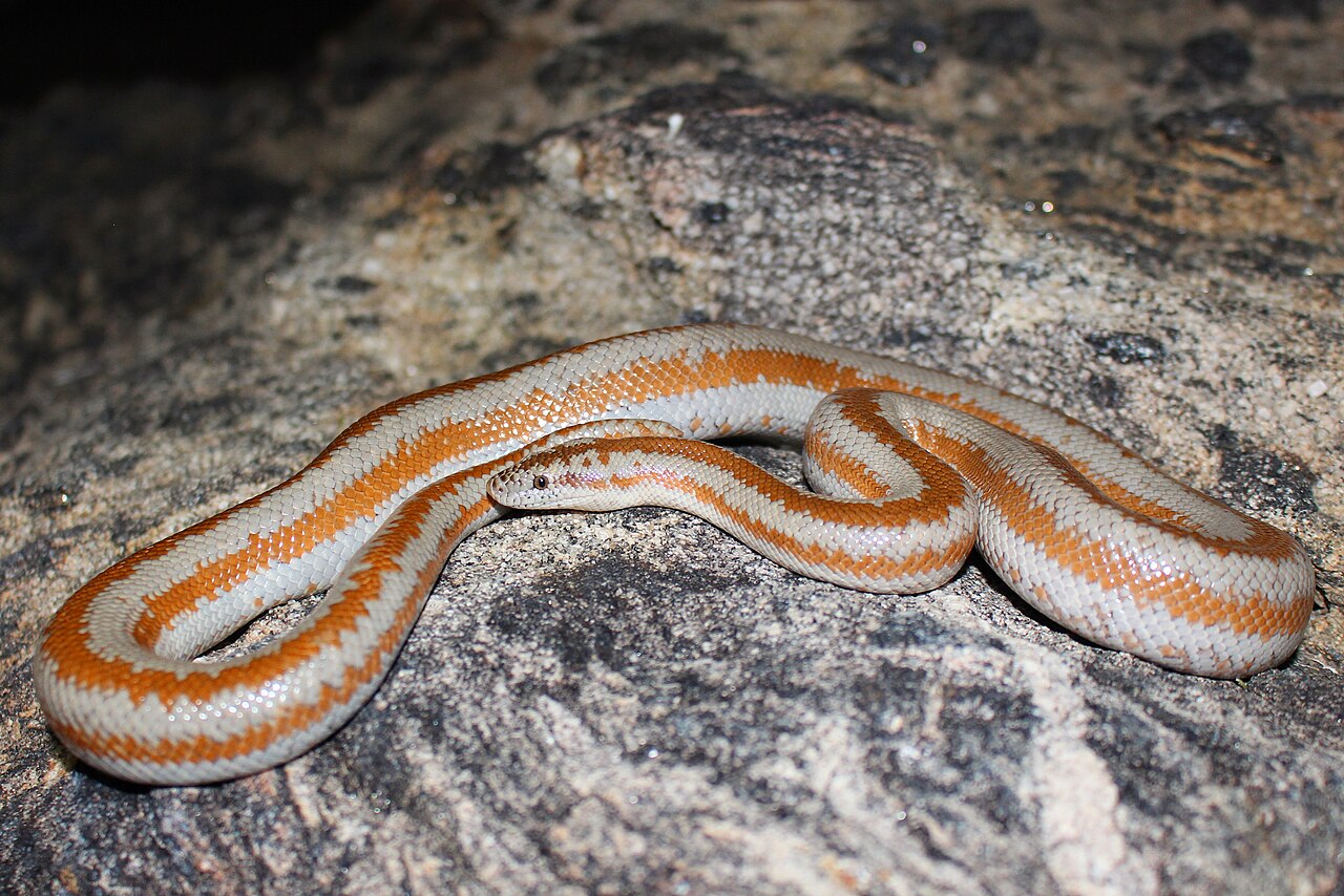 Rosy Boa for sale