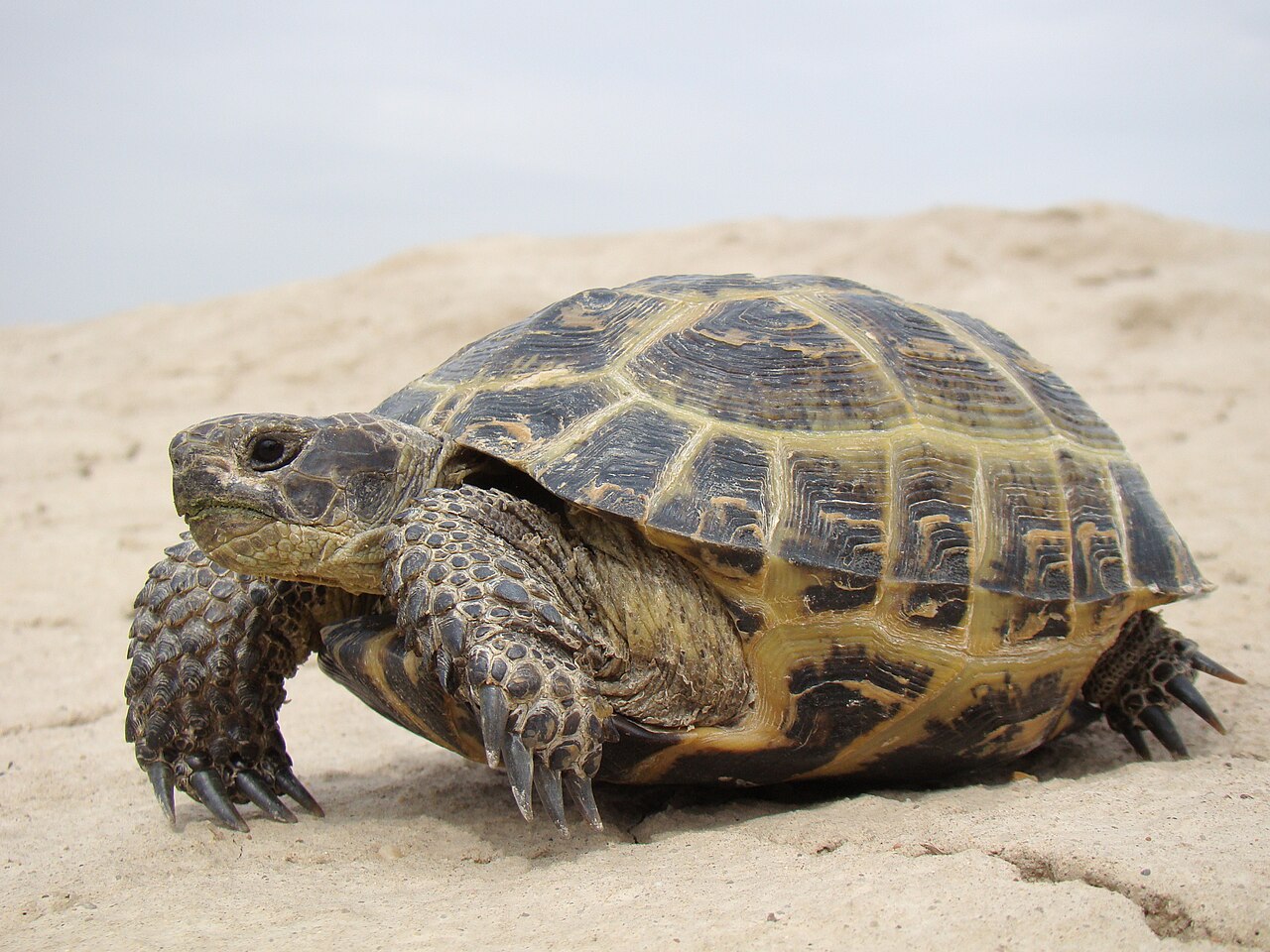 Russian Tortoise for sale (Testudo horsfieldii)