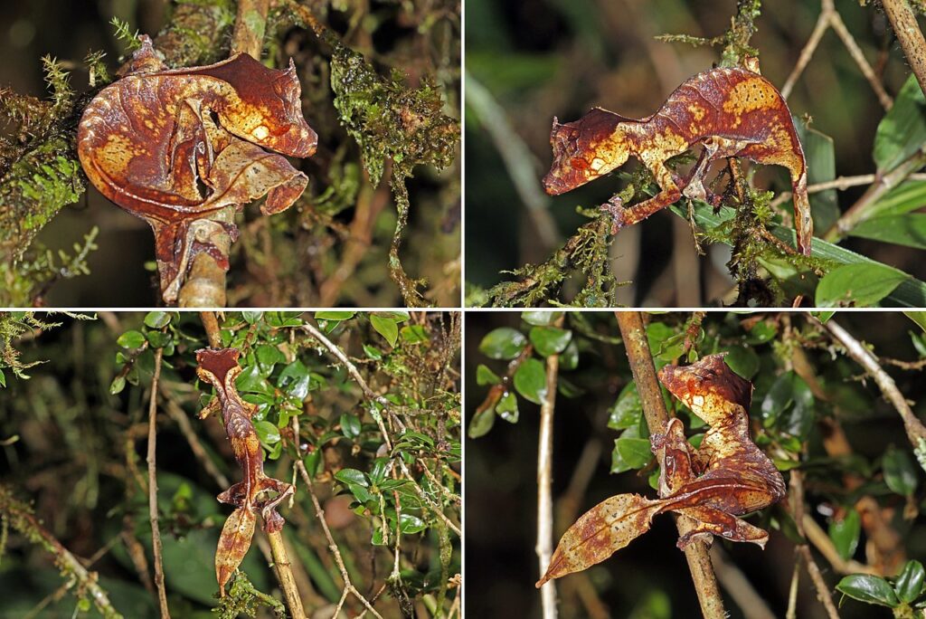 Satanic Leaf Tailed Gecko for sale