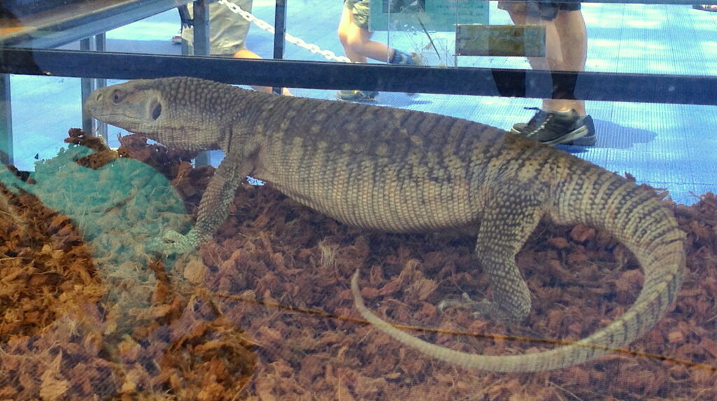 Savannah Monitor for sale