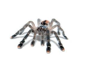 Tarantulas For Sale