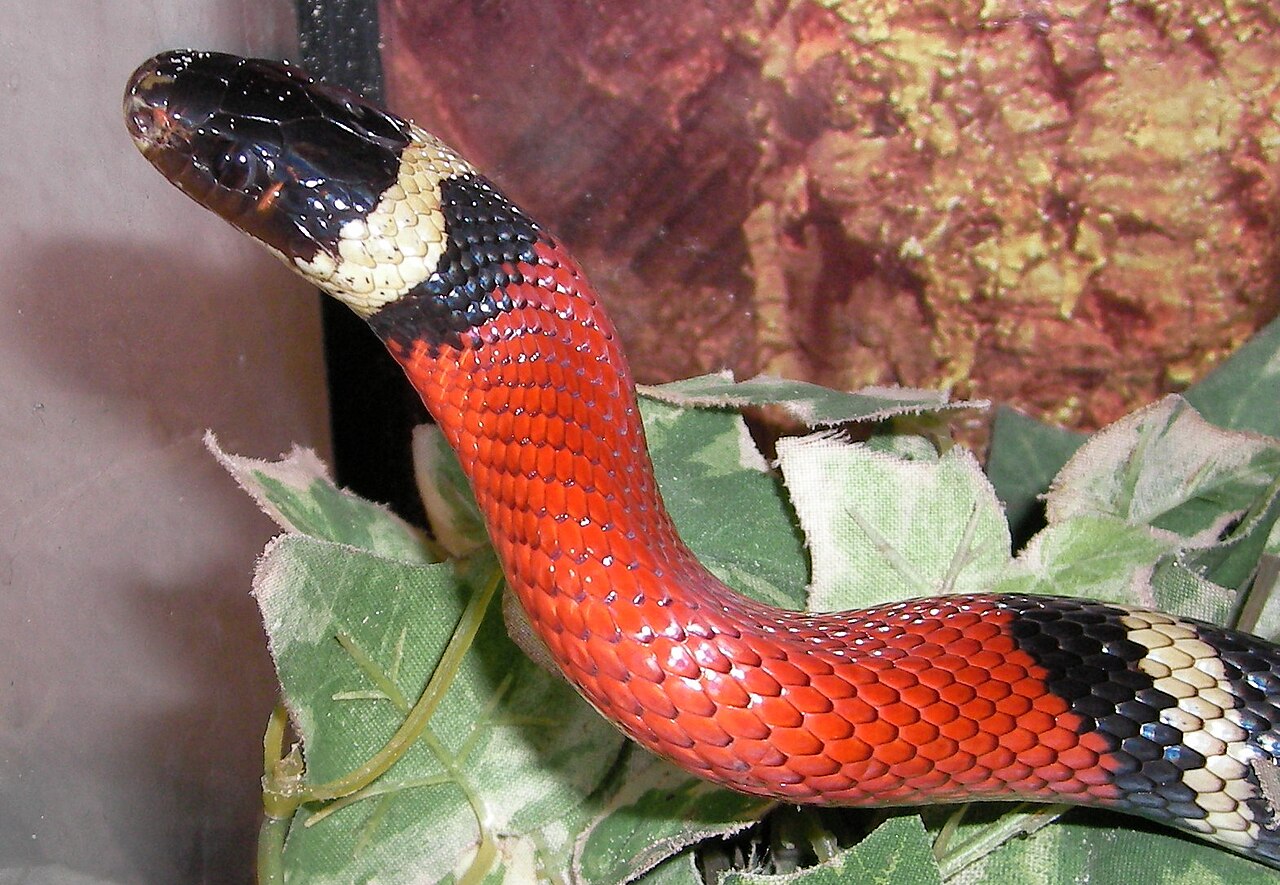 Sinaloan Milk Snake for sale (Lampropeltis triangulum sinaloae)