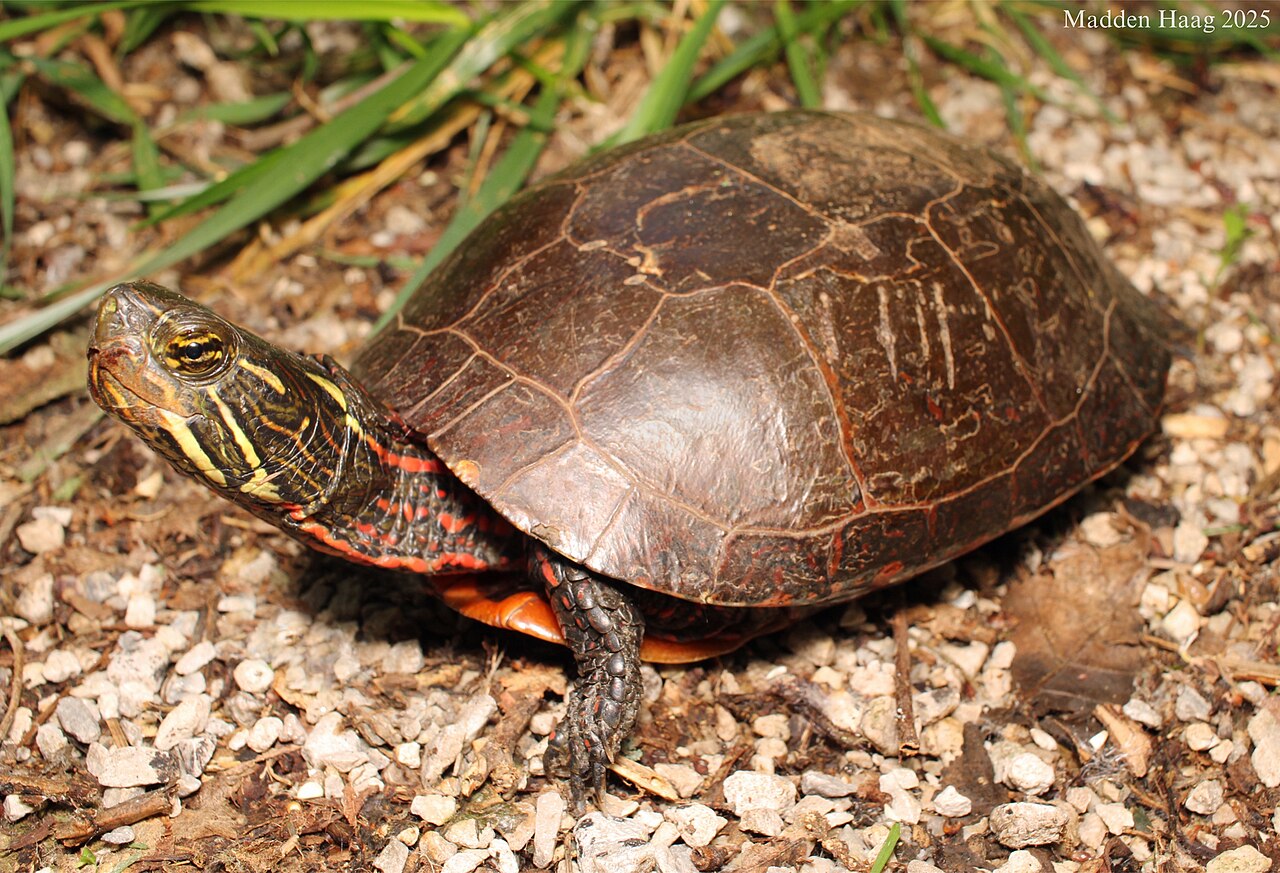 Southern Painted Turtle for sale