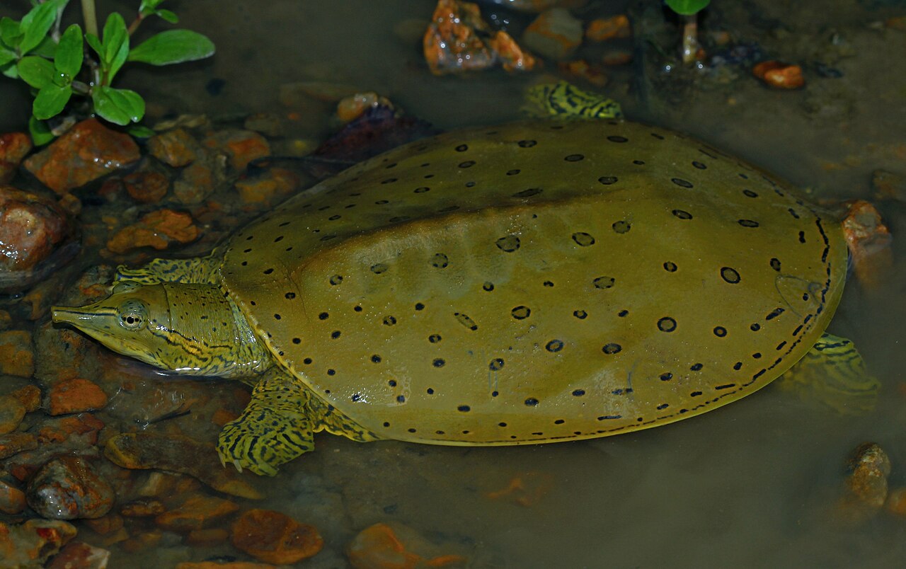 Spiny Softshell Turtle for sale (Apalone spinifera)
