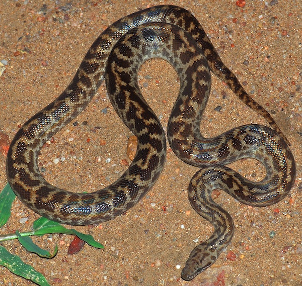 Spotted python for sale (Antaresia maculata)