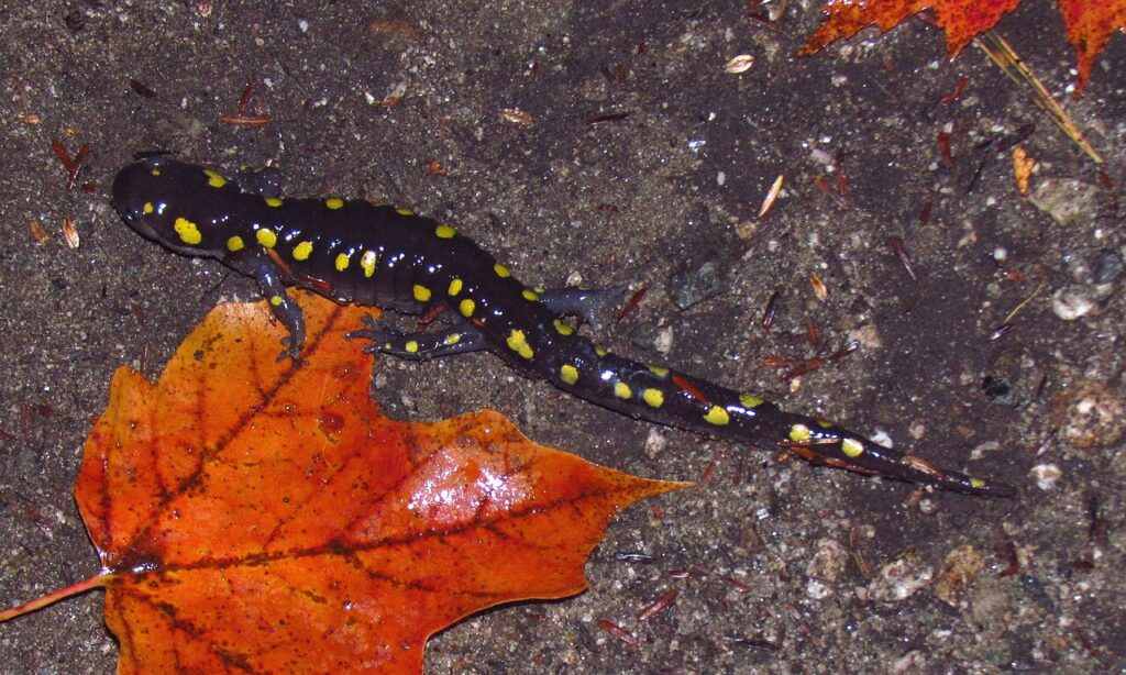 Spotted Salamander For Sale