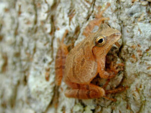 Spring Peeper for sale
