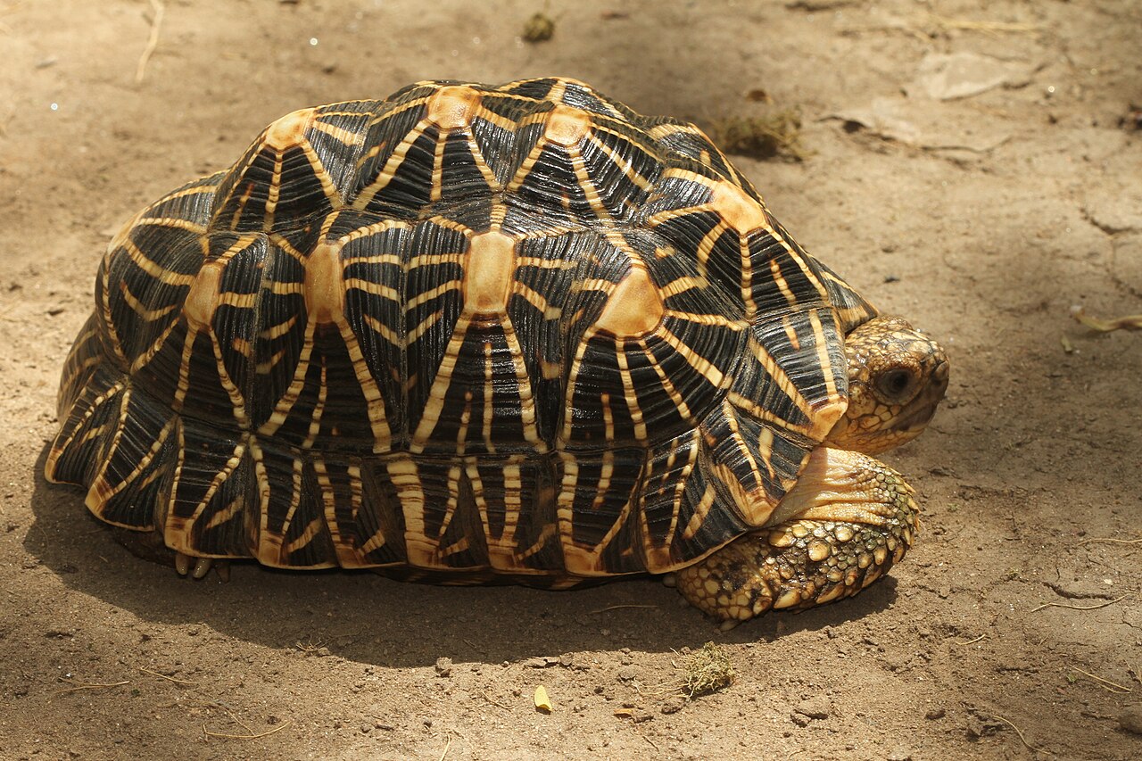 Star Tortoise for sale (Geochelone elegans)