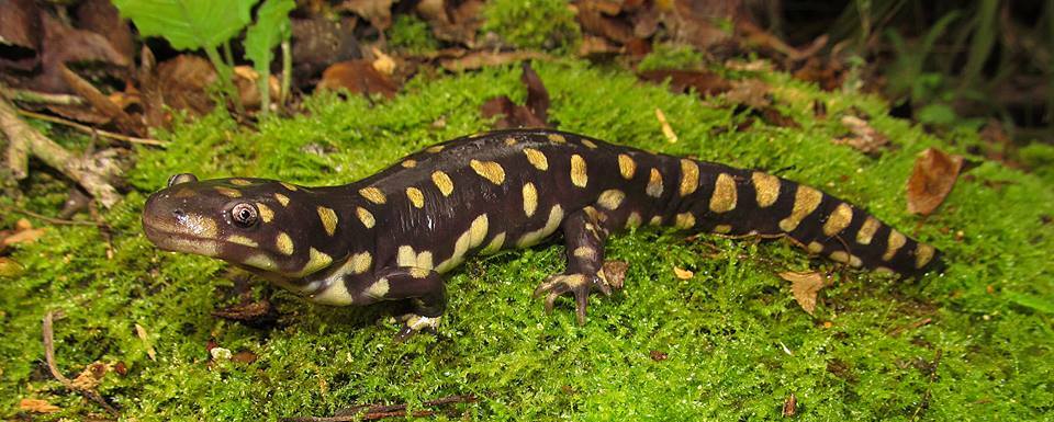 Tiger Salamander for sale