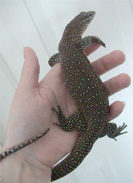 Timor Monitor for sale