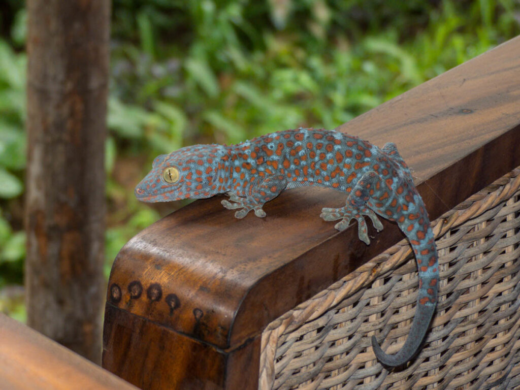 Tokay Gecko for sale