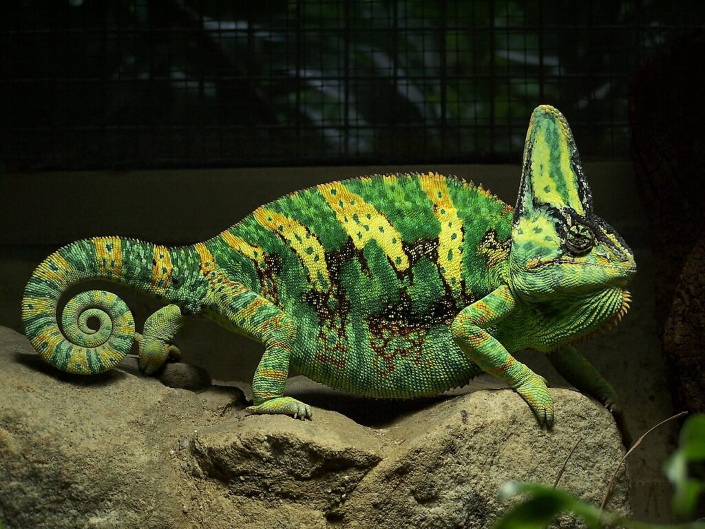 Veiled Chameleon for sale