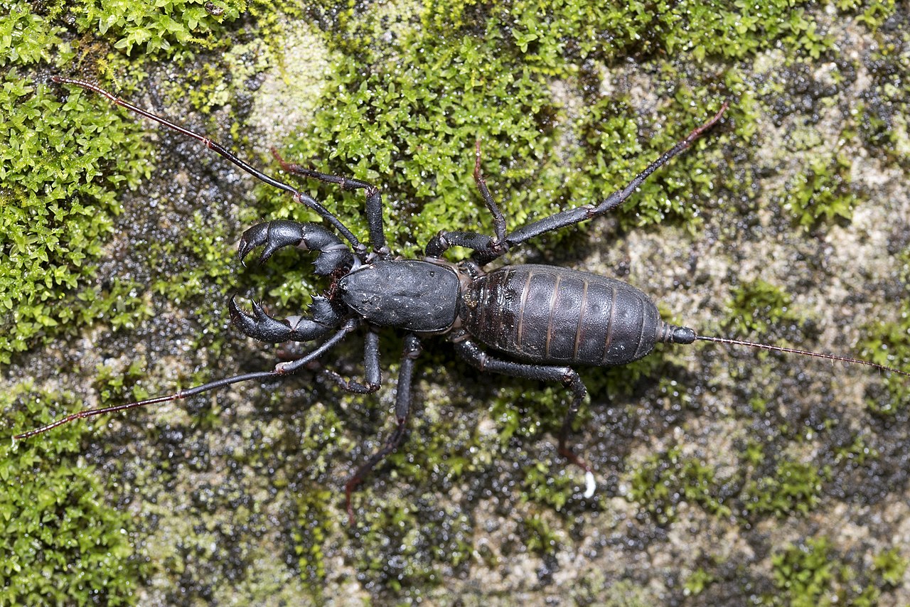 Vinegaroon for sale