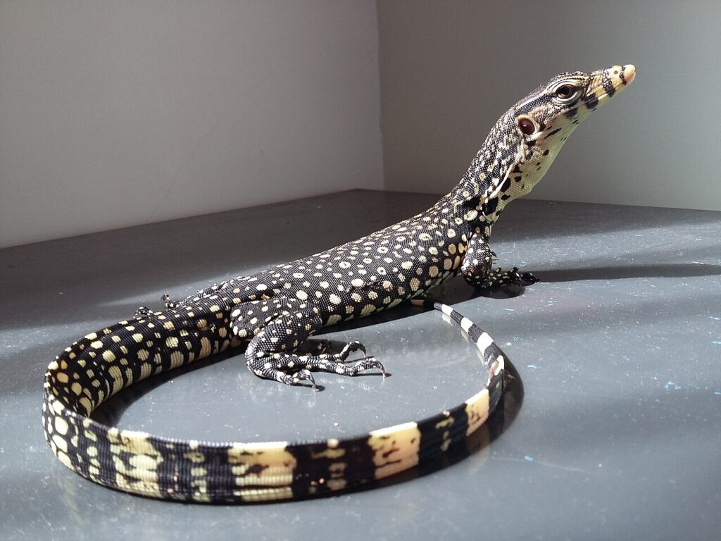 Water Monitor for sale