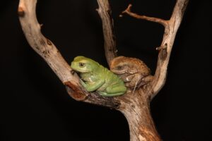 Waxy Monkey Tree Frog for Sale