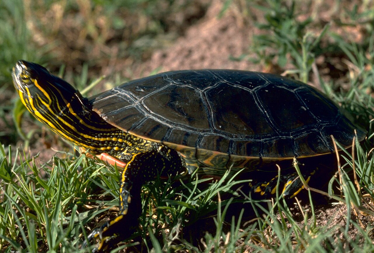 Western Painted Turtle for sale