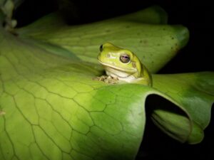 Whites Tree Frog For Sale