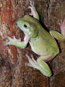 Whites Tree Frogs For Sale