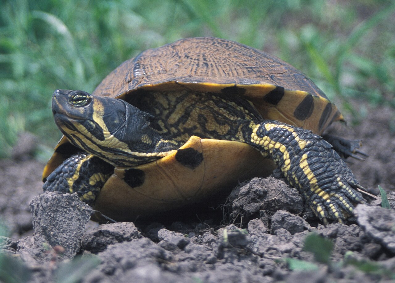 Yellow Bellied Slider Turtle for sale