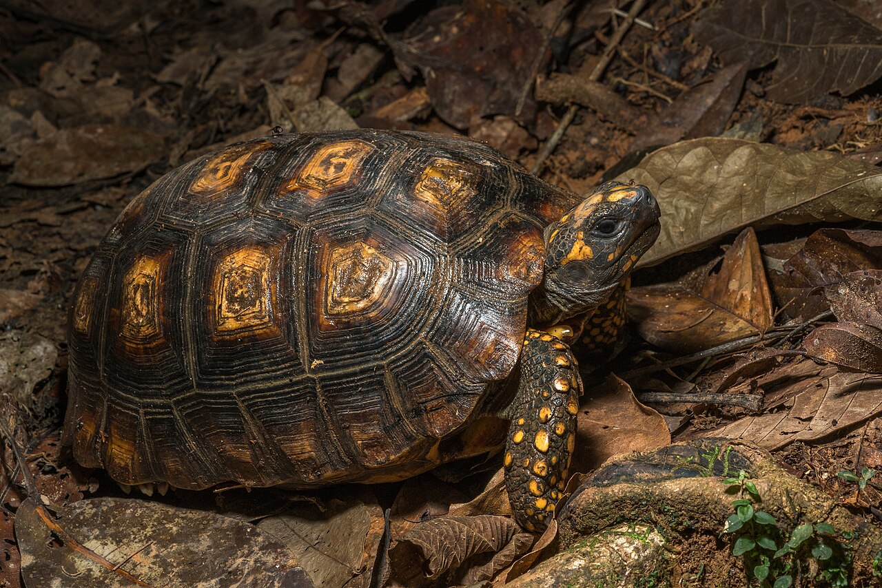 Yellow Foot Tortoise for sale