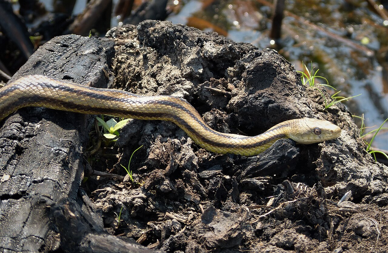Yellow Rat Snake for sale (Pantherophis quadrivittatus)