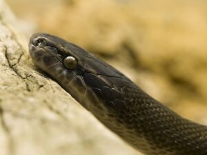 African House Snake for Sale