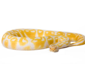 Albino Ball Python For Sale