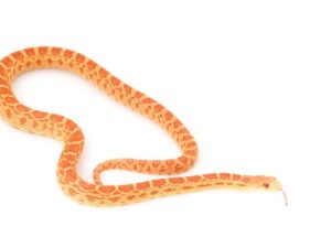 Albino Bull Snake for Sale