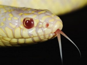 Albino California King Snake For Sale
