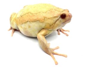 Albino Chubby Frog For Sale