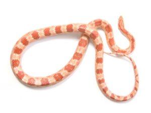 Albino Corn Snake For Sale