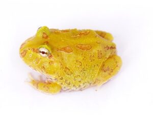Albino Pacman Frog For Sale